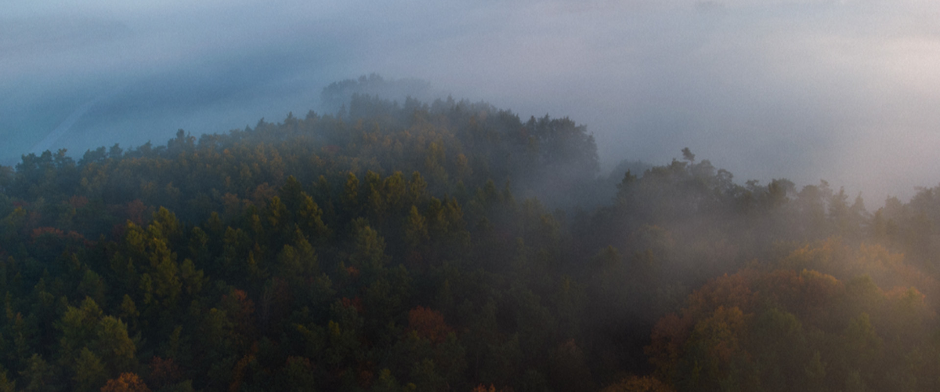 Las z lotu ptaka podczas mgły